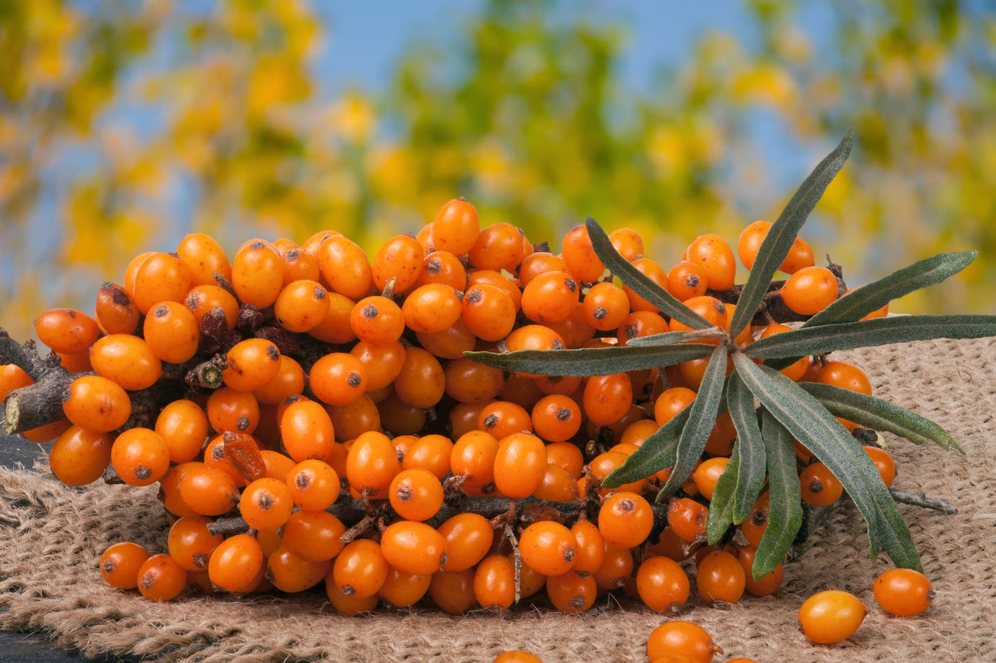 Sea Buckthorn Botanical Extract