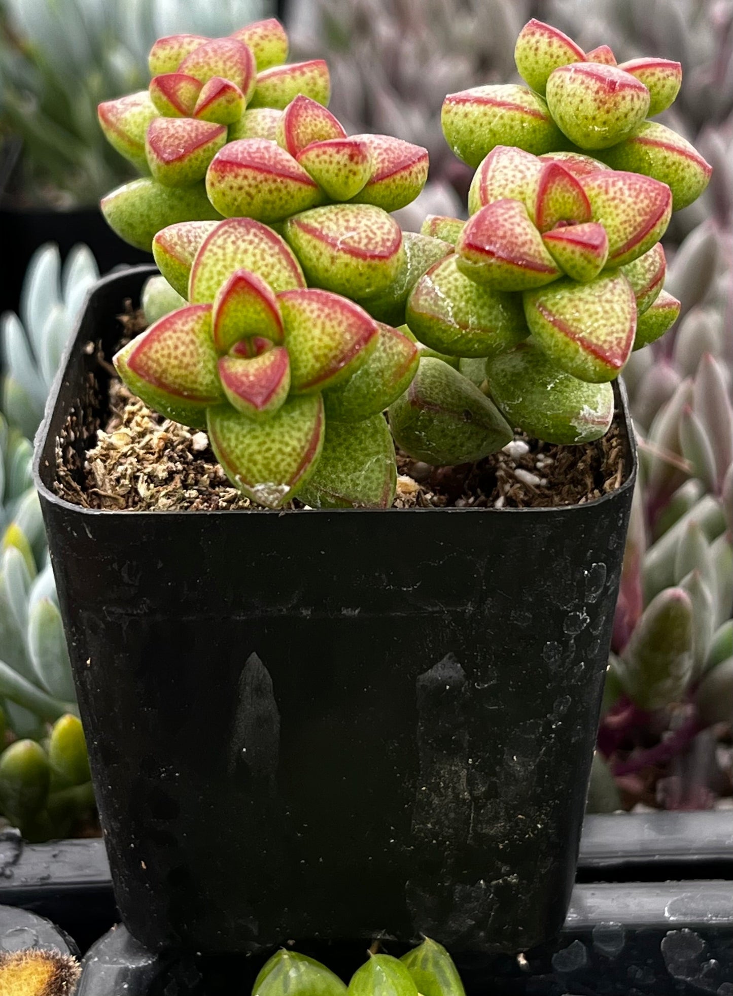Crassula Brevifolia