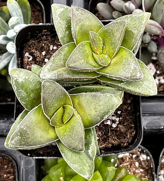 Crassula Springtime
