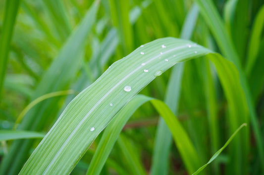 Palmarosa Essential Oil - Organic