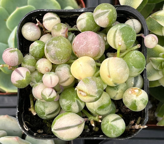 Variegated String of Pearls