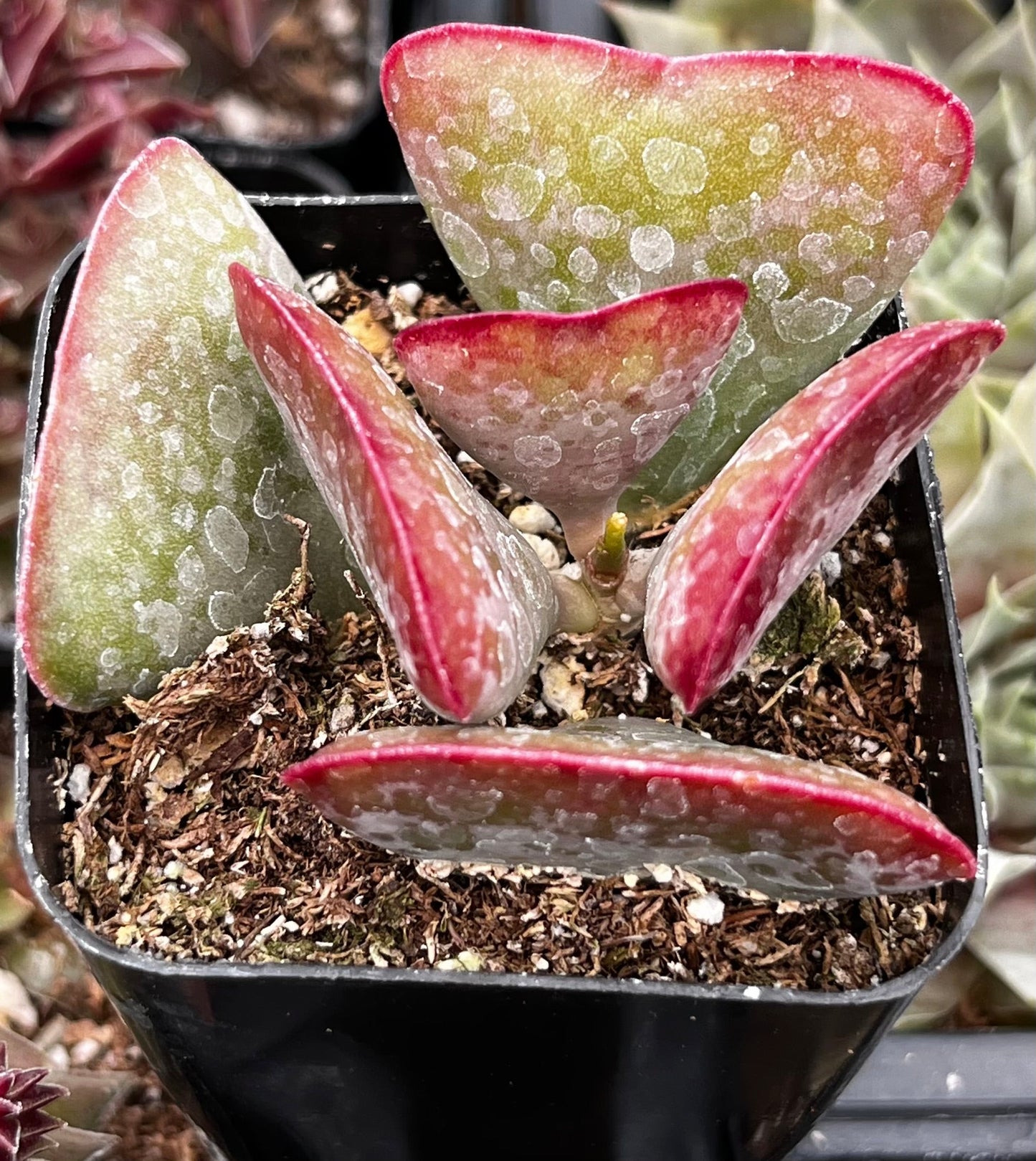 Adromischus Triflorus Calico Hearts
