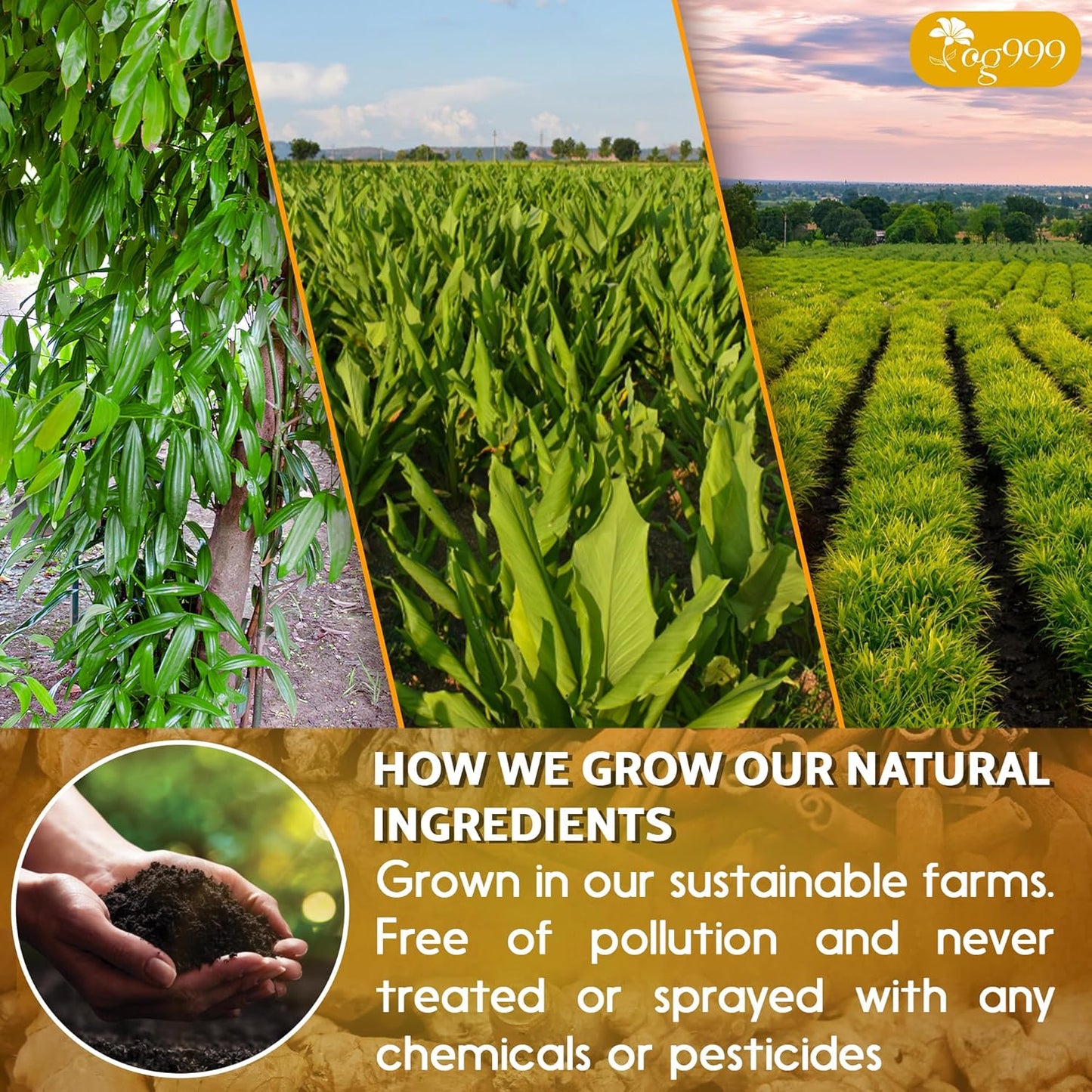 Turmeric Ginger Cinnamon & Moringa Leaf Herbal Tea Bags