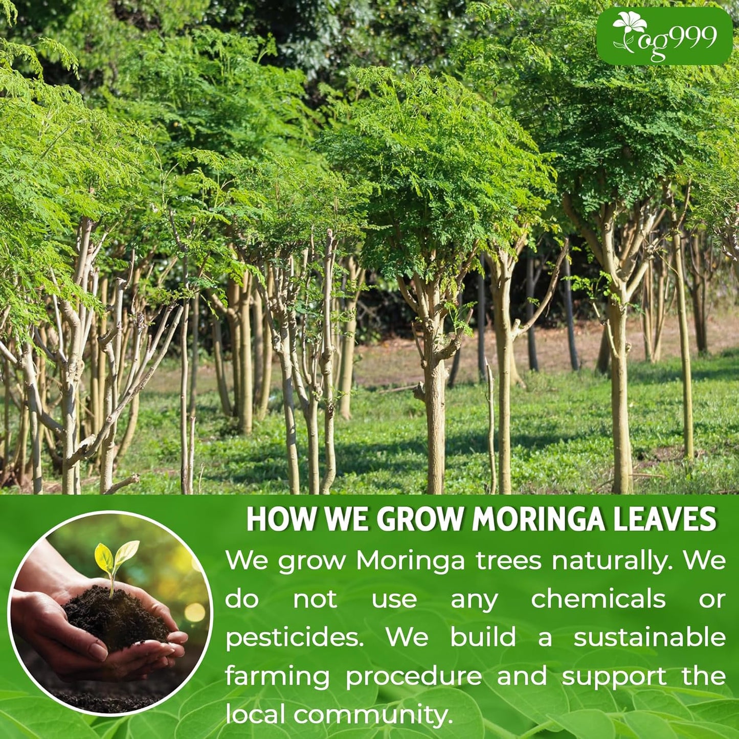 Premium Moringa Leaf Powder, 100% Natural & Pure