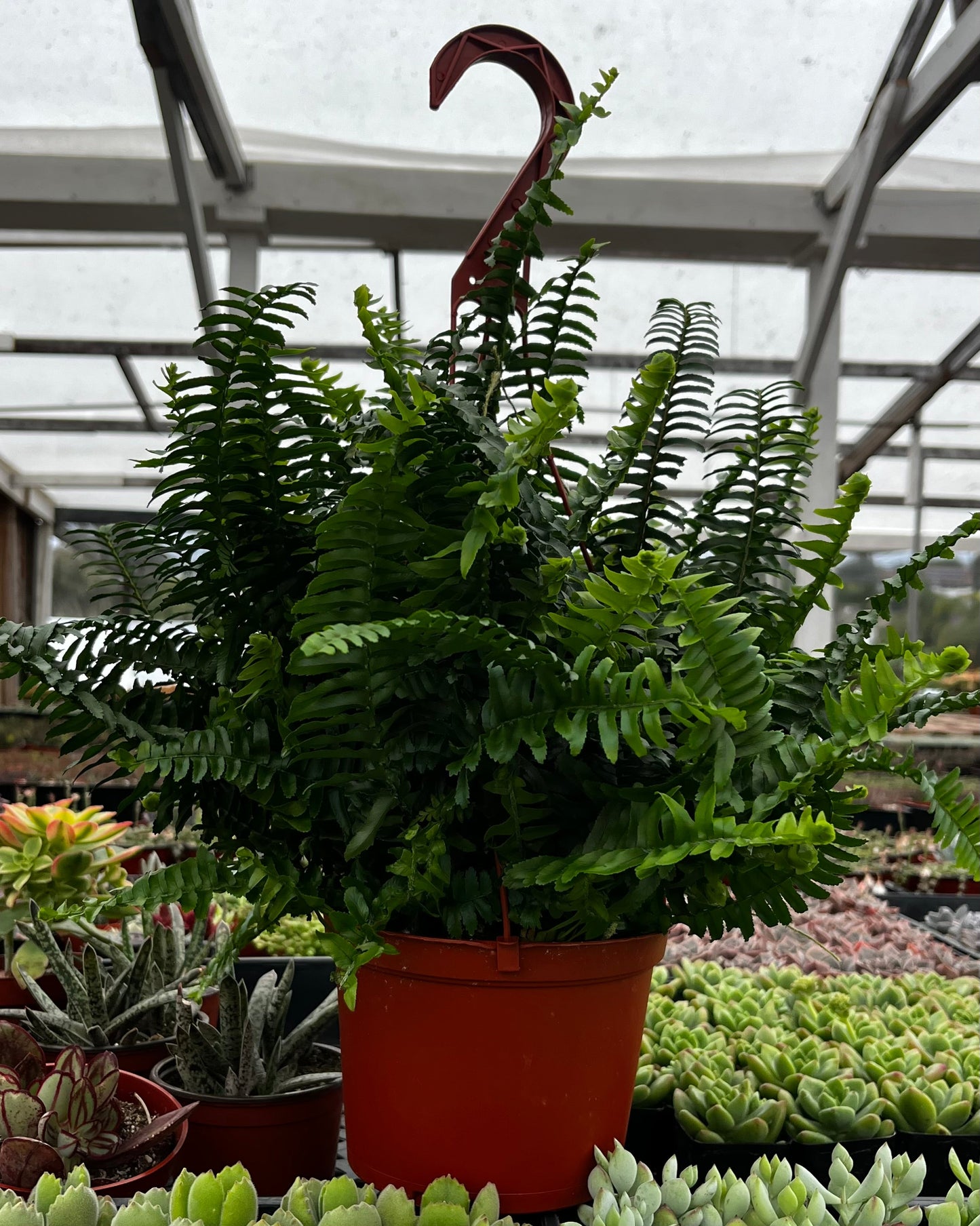 Indoor Hanging Fern Plant