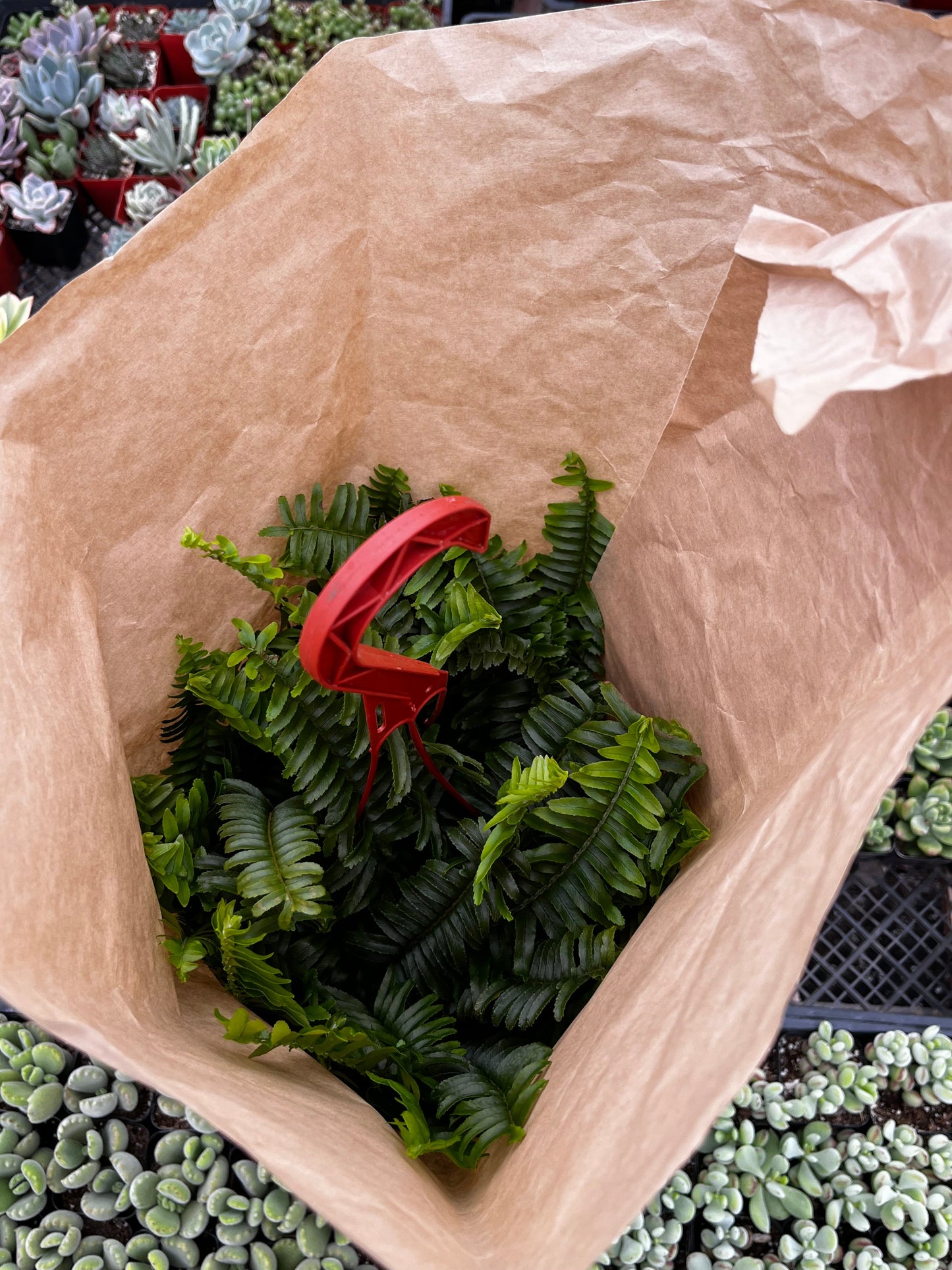 Indoor Hanging Fern Plant