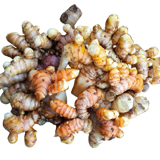 Indira Yellow Turmeric—4 in