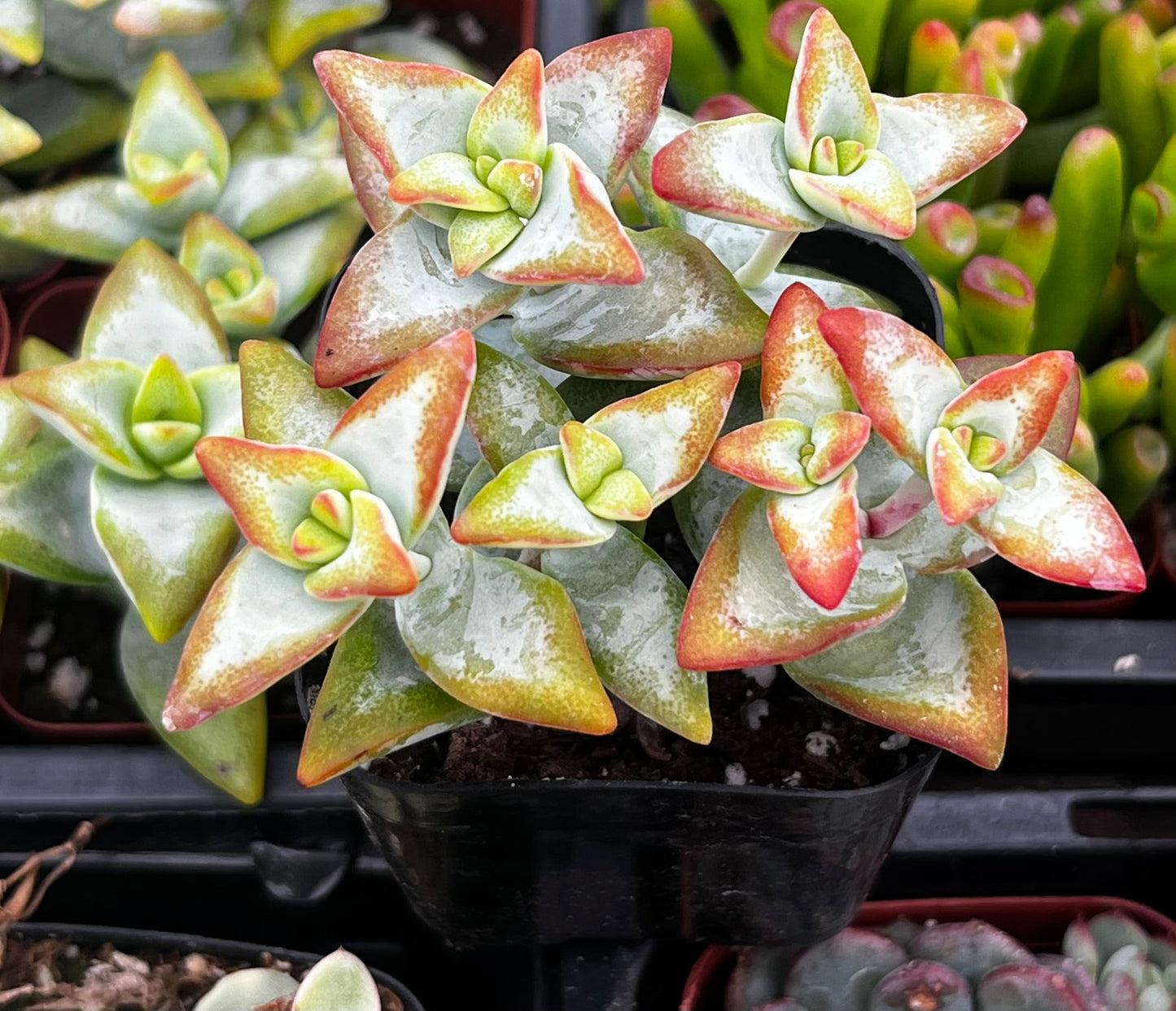 Crassula High Voltage