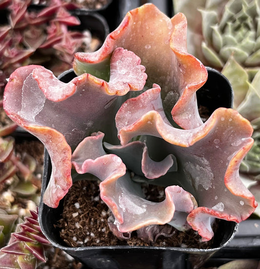 Echeveria Alta May