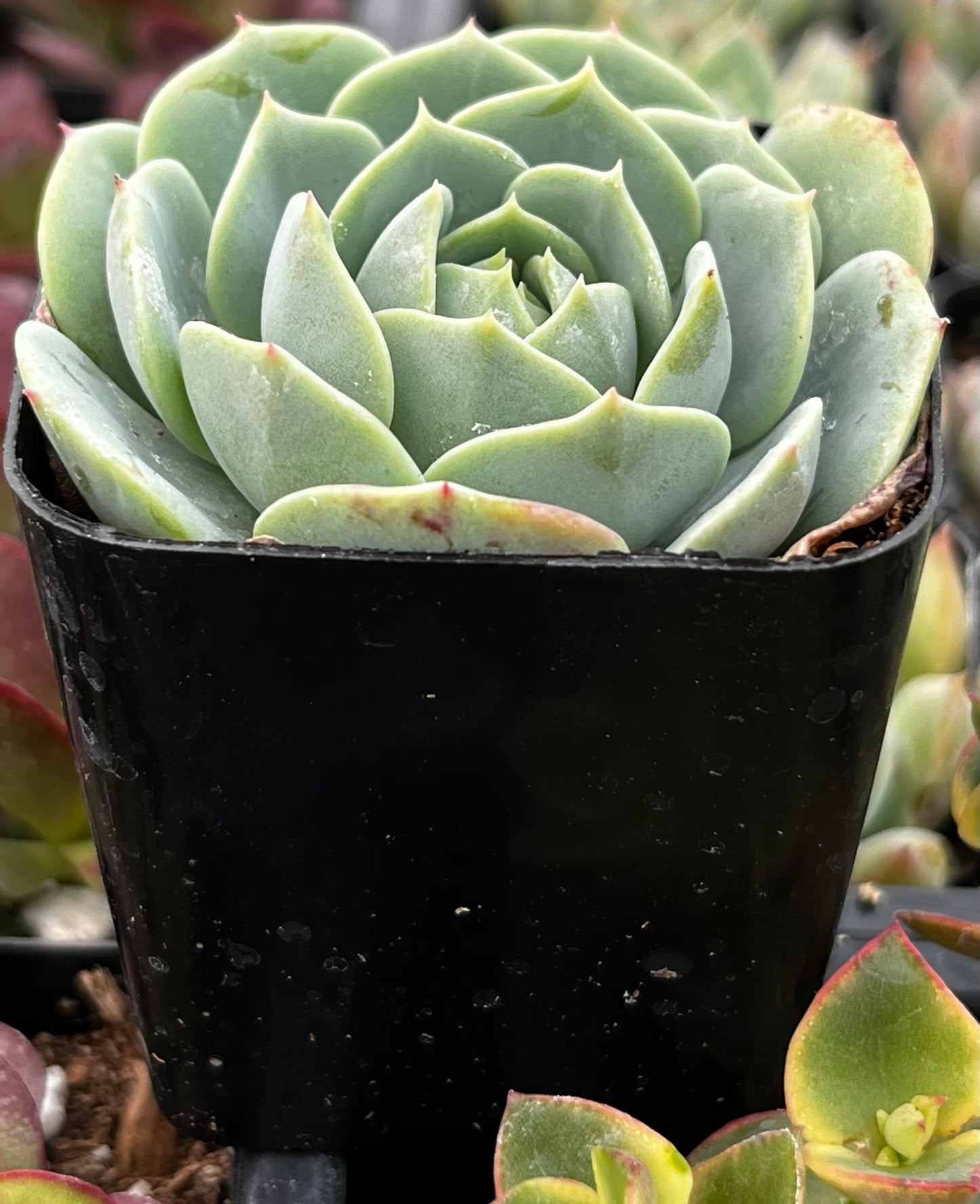 Echeveria Abalone