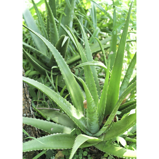 Aloe (Aloe vera)