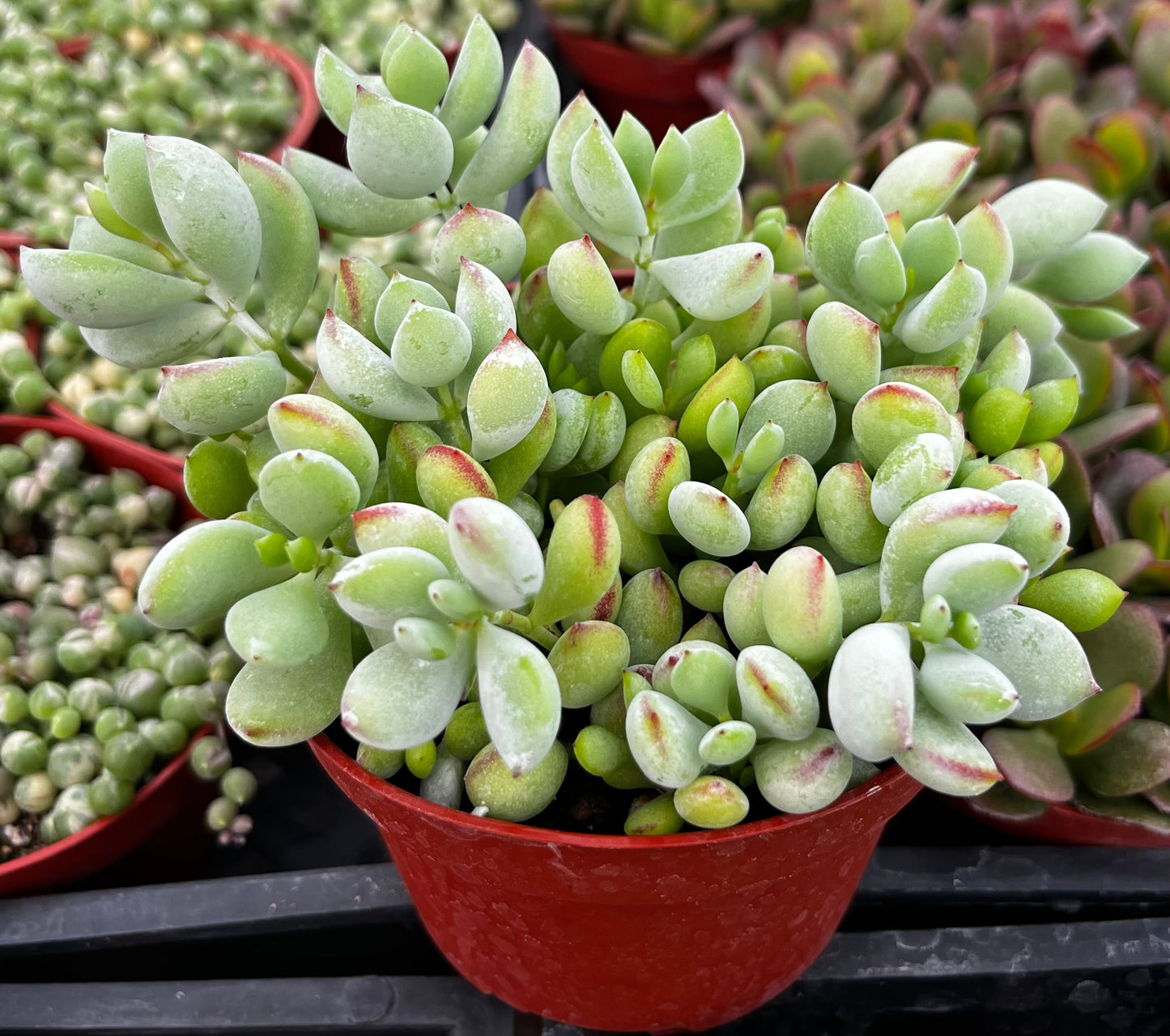 Cotyledon Pendens