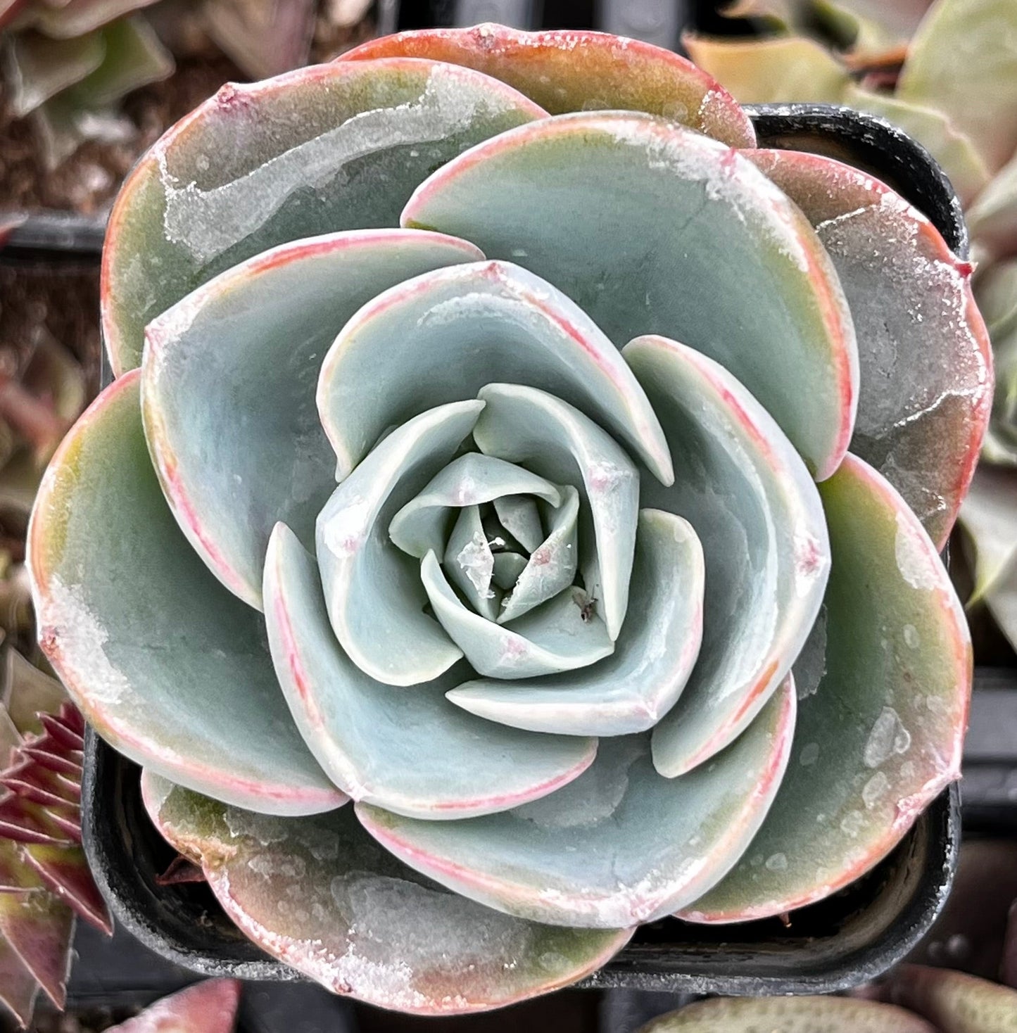 Echeveria Imbricata Hybrid