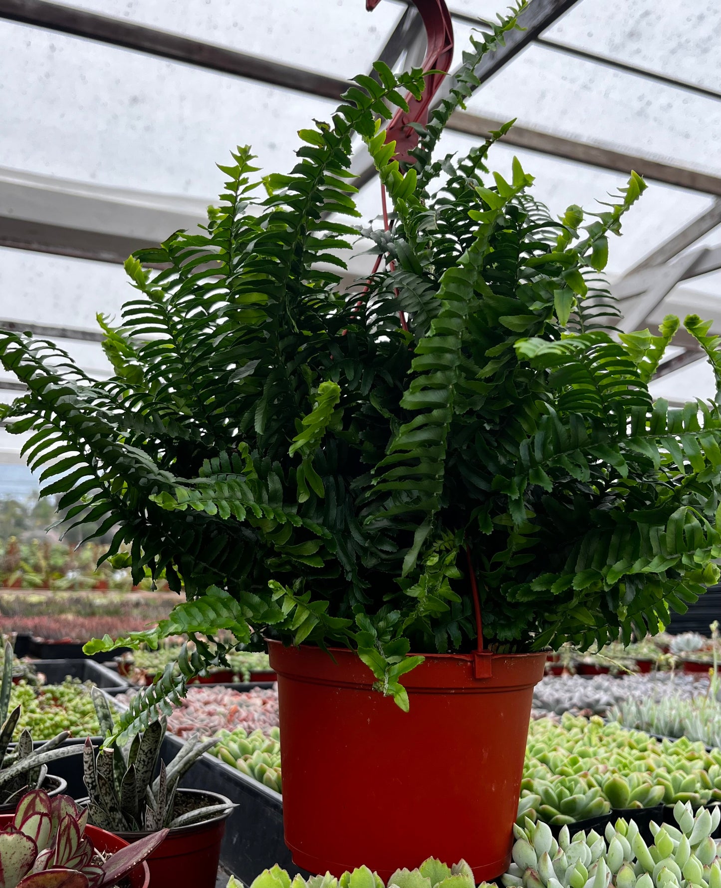 Indoor Hanging Fern Plant