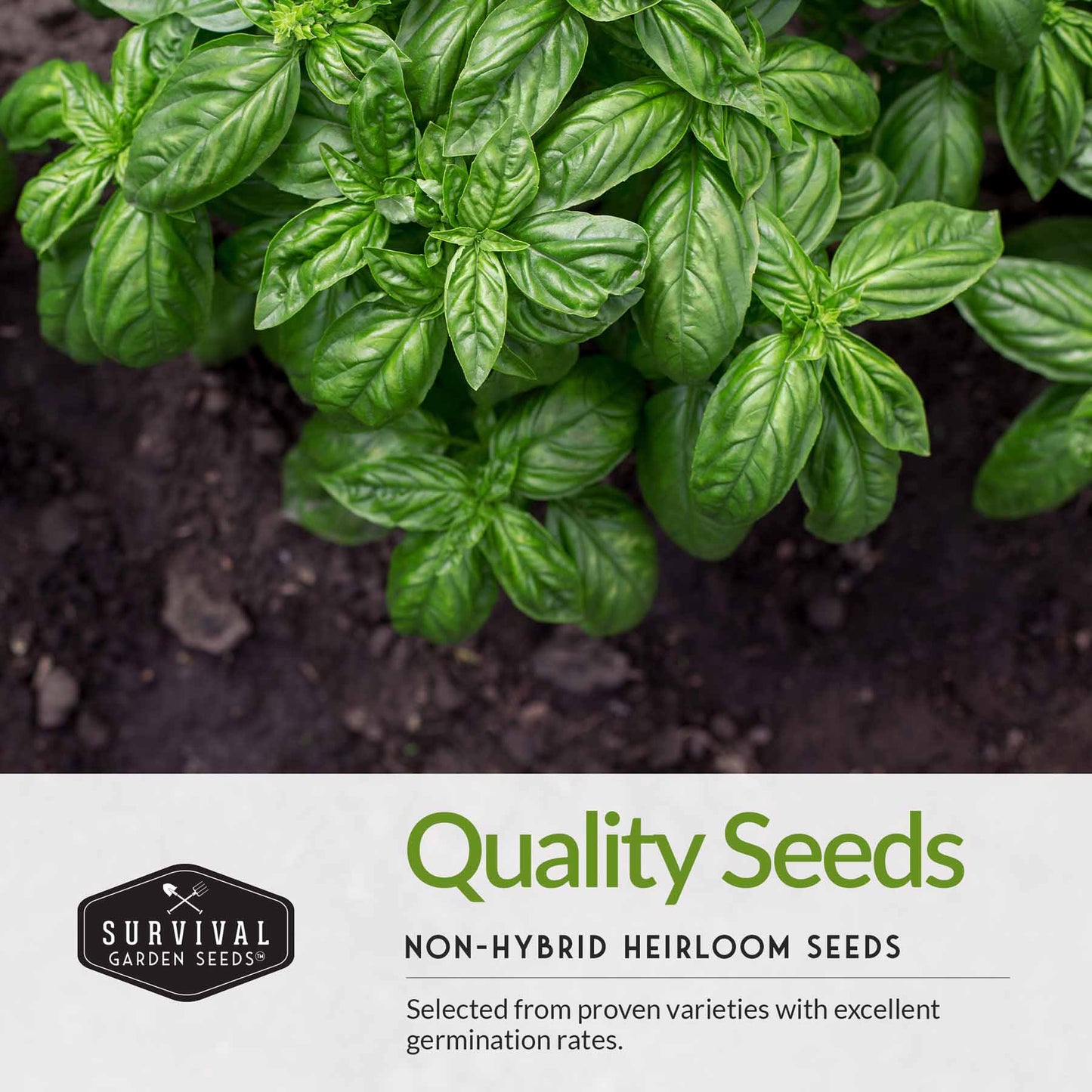 Basil Seed Collection - 5 Colorful and Tasty Varieties of Basil
