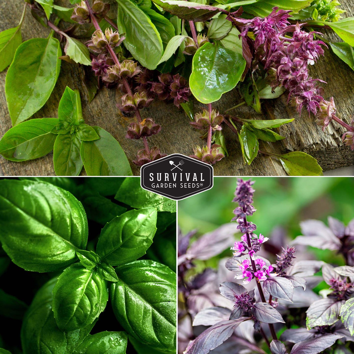 Basil Seed Collection - 5 Colorful and Tasty Varieties of Basil