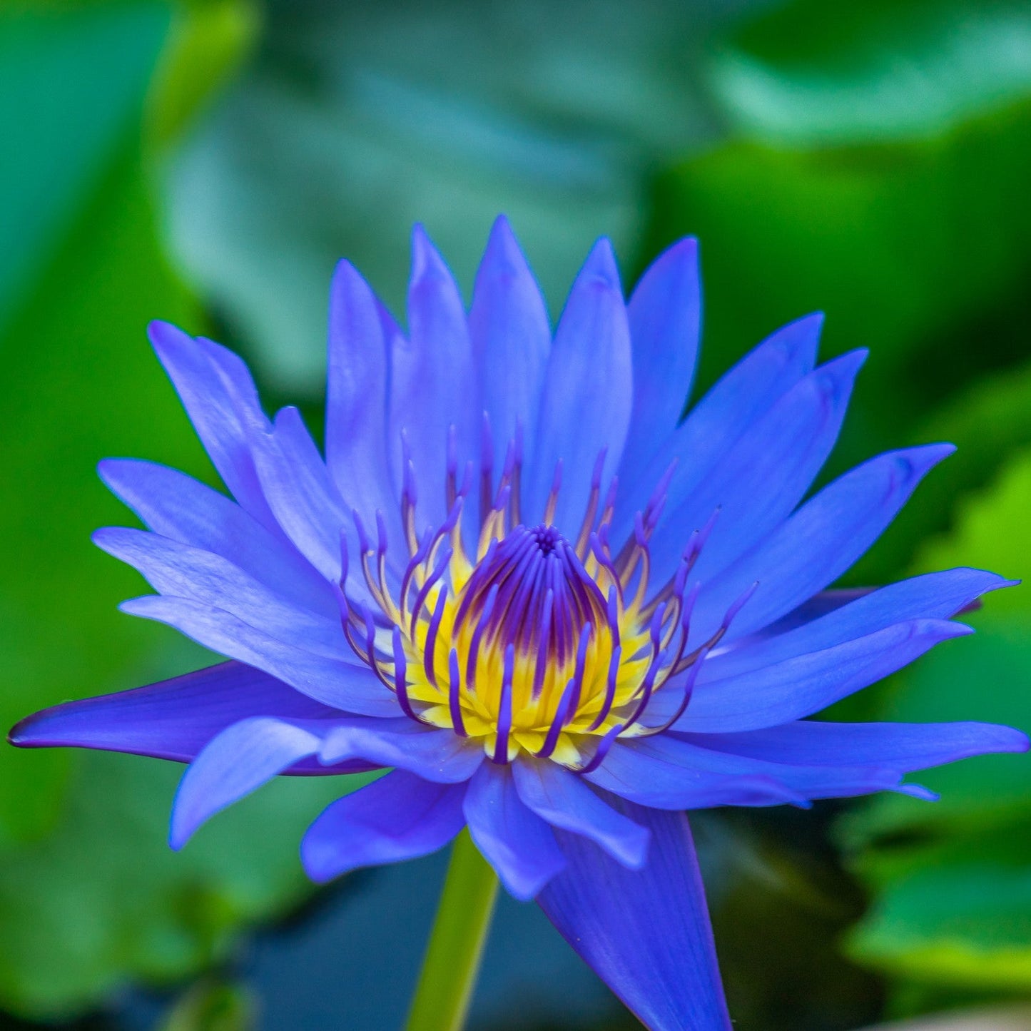 Blue Lotus Extract