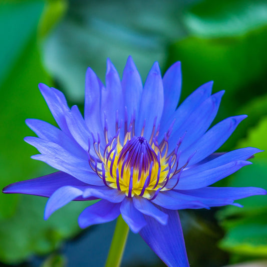 Blue Lotus Extract
