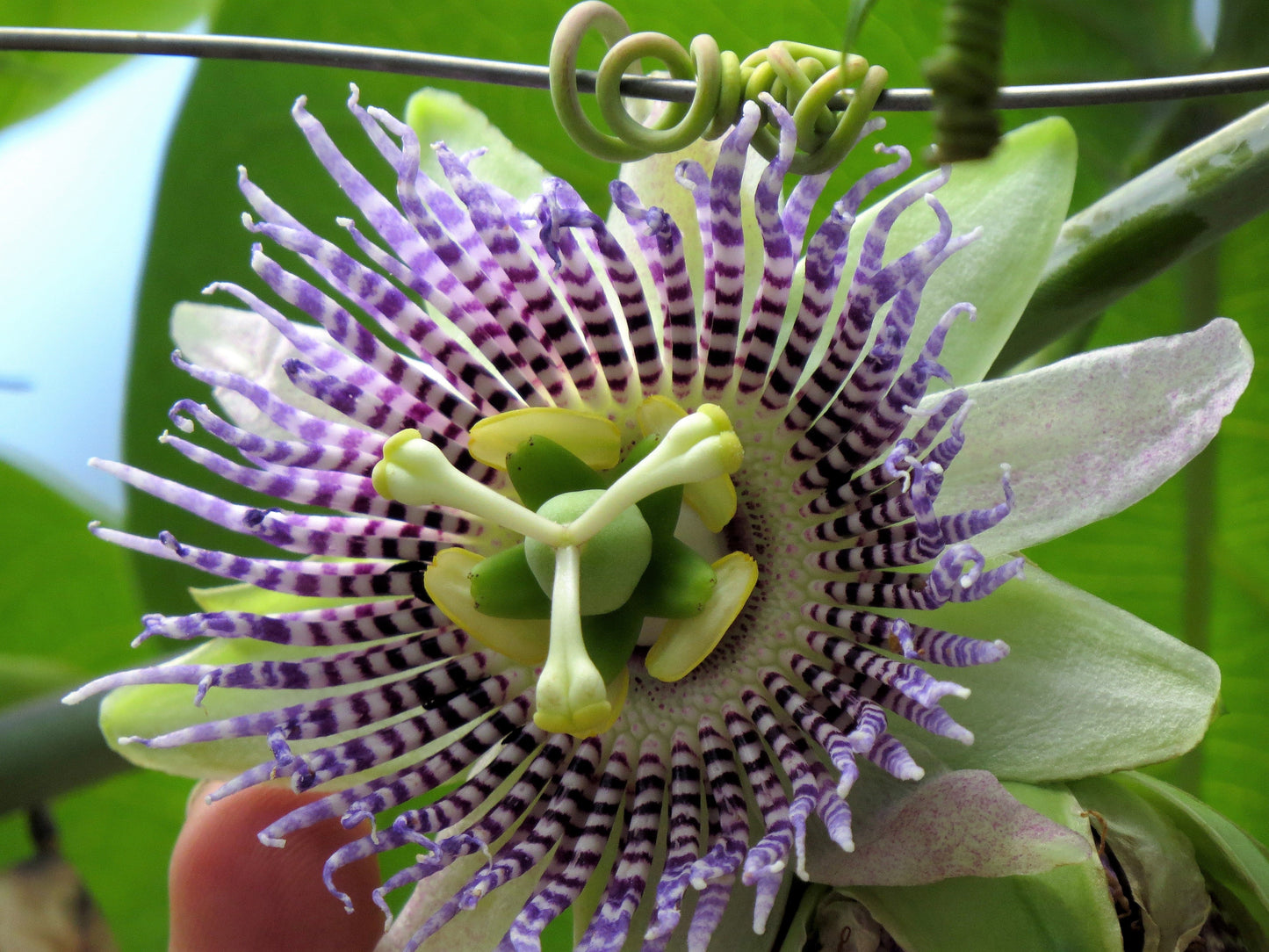10 SWEET GRANADILLA Yellow Passionfruit Grenadia Sugar Fruit Passiflora Ligularis Huge Purple & White Flower Yellow Orange Fruit Vine Seeds
