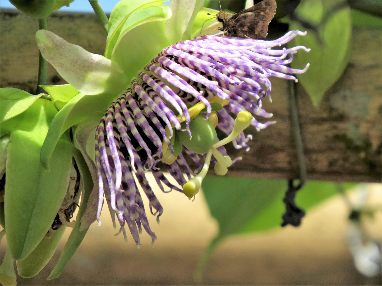 10 SWEET GRANADILLA Yellow Passionfruit Grenadia Sugar Fruit Passiflora Ligularis Huge Purple & White Flower Yellow Orange Fruit Vine Seeds