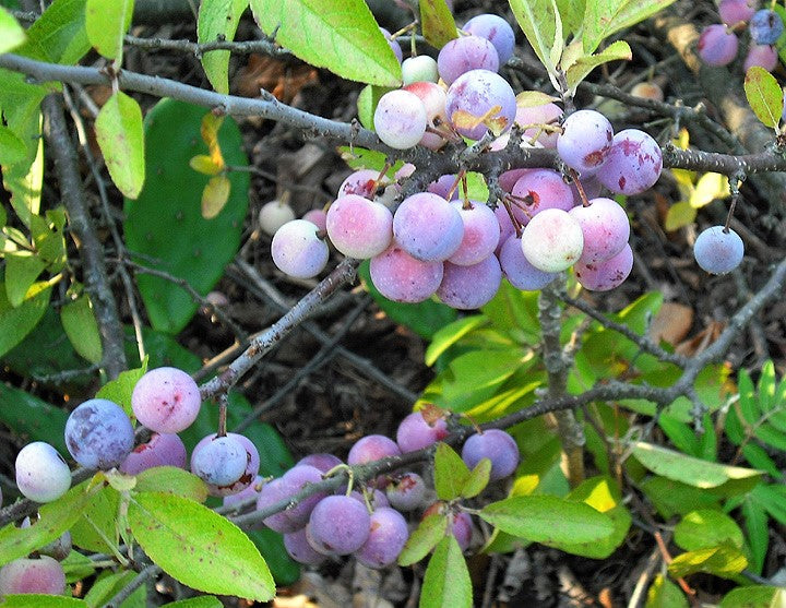 5 BEACH PLUM Prunus Maritima Native Edible Fruit Shrub Bush White Flower Seeds