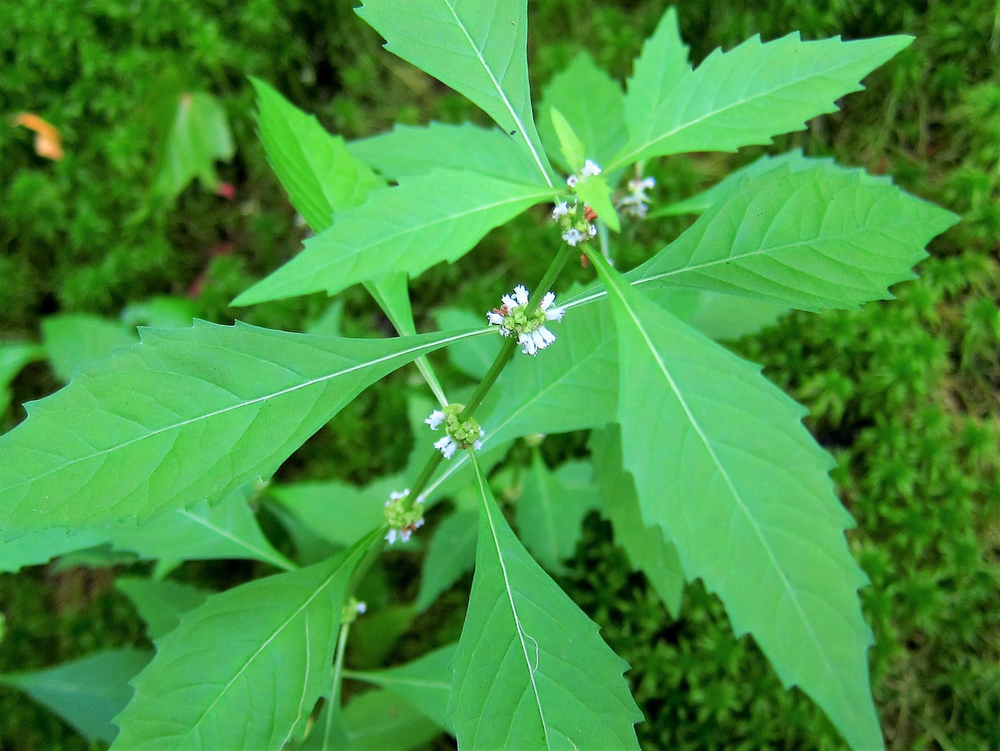 20 WATER HOREHOUND Lycopus Americanus American Bugleweed Herb Flower Seeds