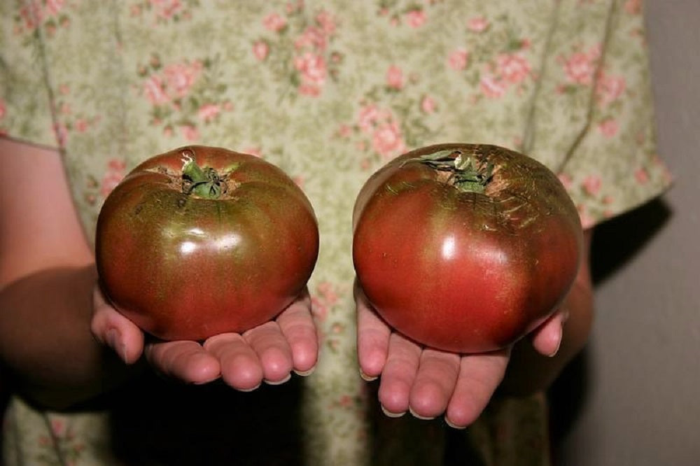 100 Organic PURPLE CHEROKEE TOMATO Lycopersicon Lycopersicum Fruit Vegetable Seeds