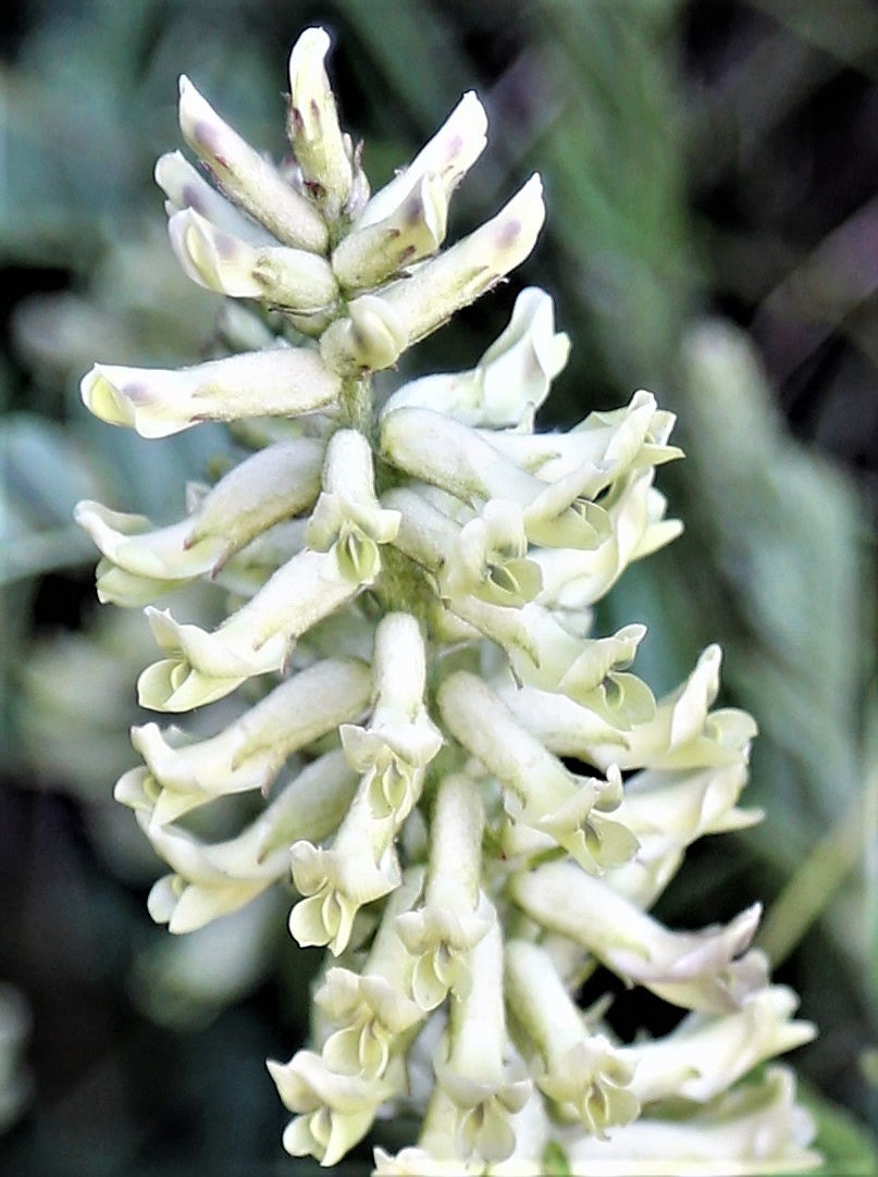 50 AMERICAN LICORICE Glycyrrhiza Lepidota aka Wild Licorice Native Herb White Flower Seeds