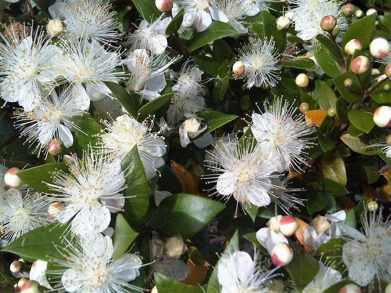 20 TRUE MYRTLE Myrtus Communis aka Common & Sweet Myrtle Fragrant White Flower Edible Blue Berry Fruit Shrub Seeds