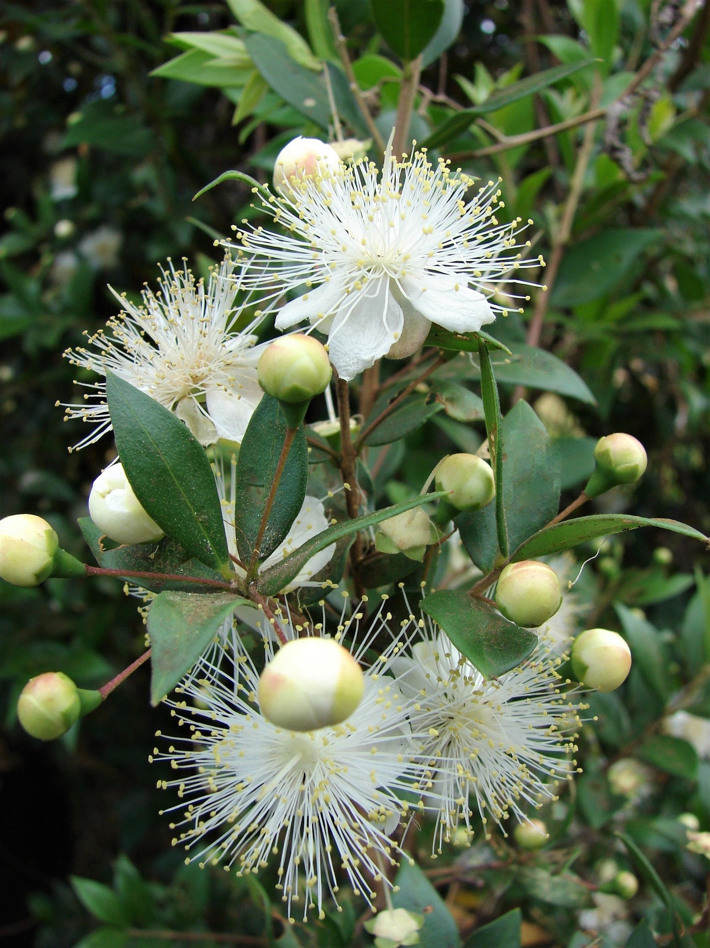 20 TRUE MYRTLE Myrtus Communis aka Common & Sweet Myrtle Fragrant White Flower Edible Blue Berry Fruit Shrub Seeds