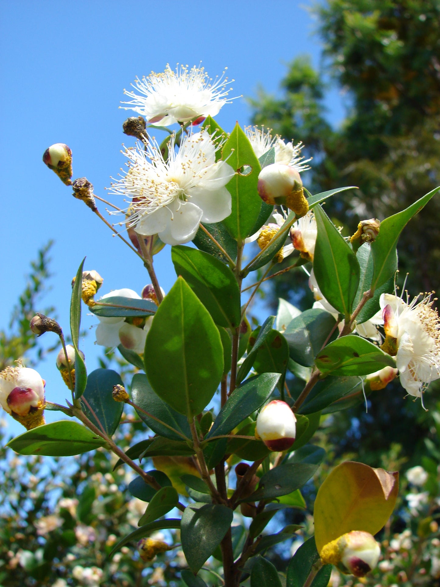 20 TRUE MYRTLE Myrtus Communis aka Common & Sweet Myrtle Fragrant White Flower Edible Blue Berry Fruit Shrub Seeds
