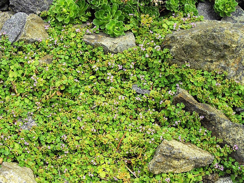 20 CORSICAN MINT Mentha Requienii Herb Fragrant Ground Cover Flower Seeds