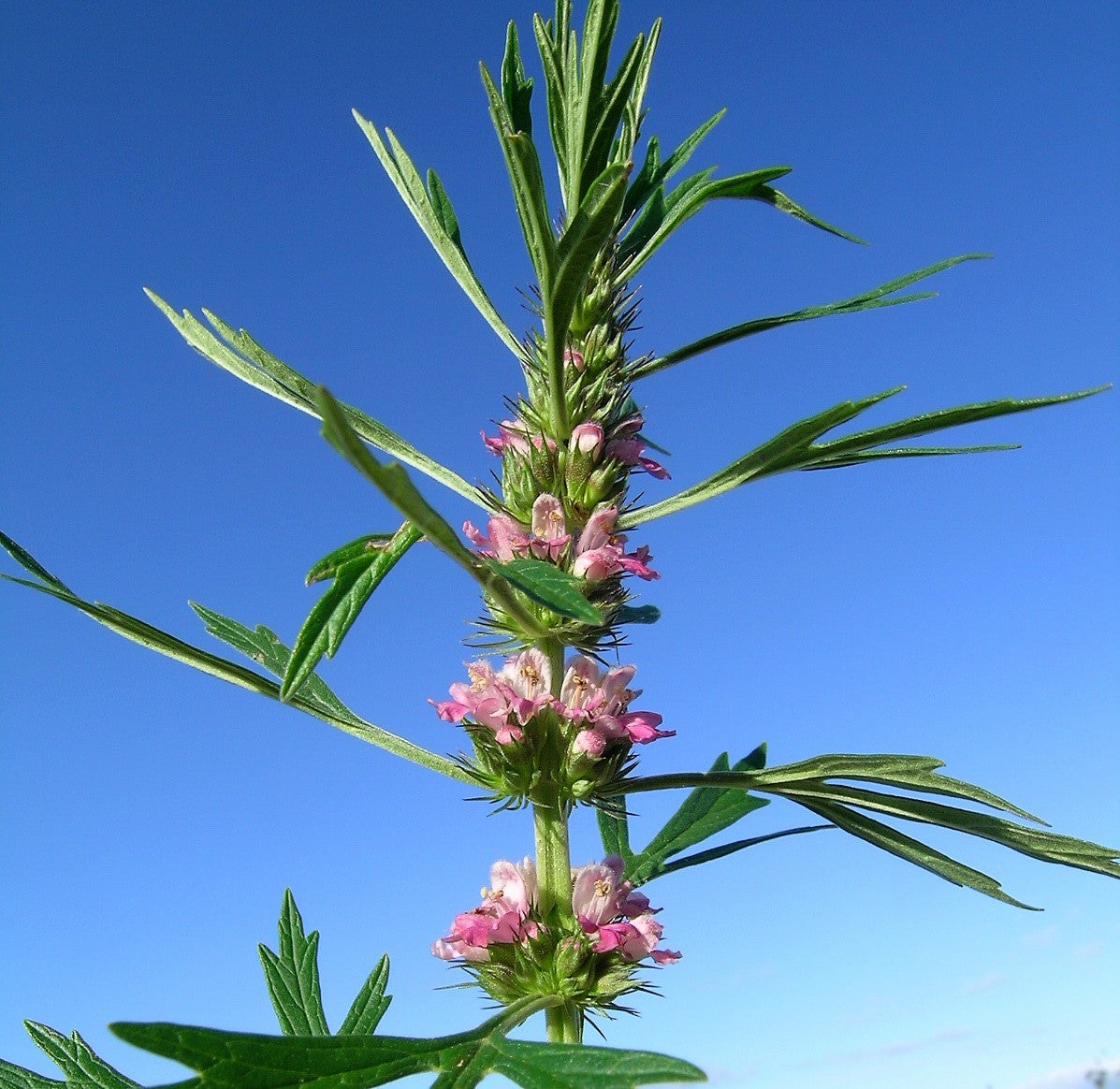 100 Pink CHINESE MOTHERWORT Leonurus Japonicus Siberian Honey Herb Flower Seeds