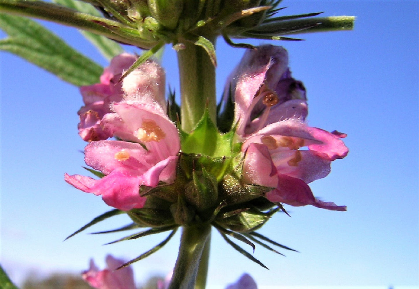 100 Pink CHINESE MOTHERWORT Leonurus Japonicus Siberian Honey Herb Flower Seeds