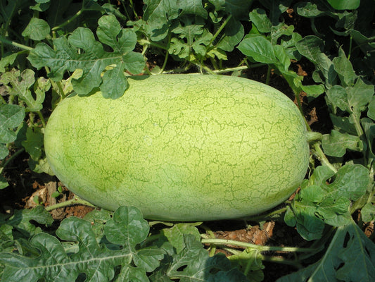 50 CHARLESTON GRAY WATERMELON Citrullus Lanatus Red Fruit Melon Seeds