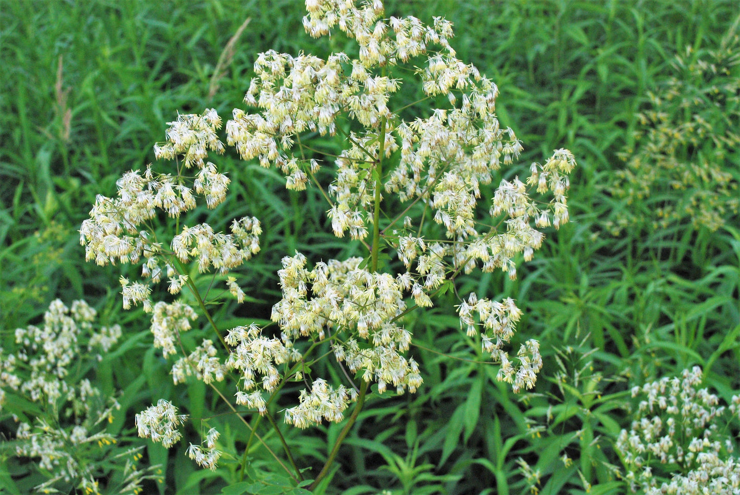50 PURPLE MEADOW RUE Thalictrum Dasycarpum White & Yellow Flower Herb Seeds