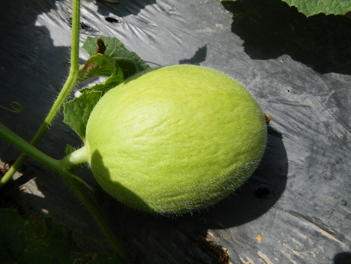 30 CRENSHAW MELON ( Muskmelon / Winter Melon / Cranshaw ) Cucumis Melo Fruit Seeds
