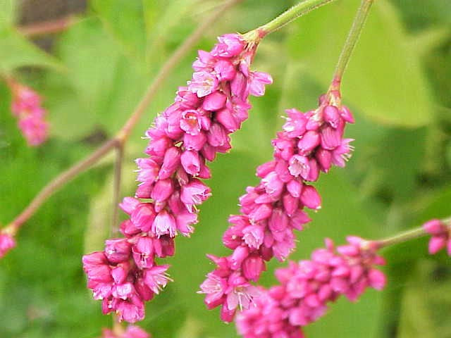 10 KISS ME OVER THE GARDEN GATE Princess Feather Polygonum Orientale Persicaria Orientalis Magenta Pink Flower Herb Seeds