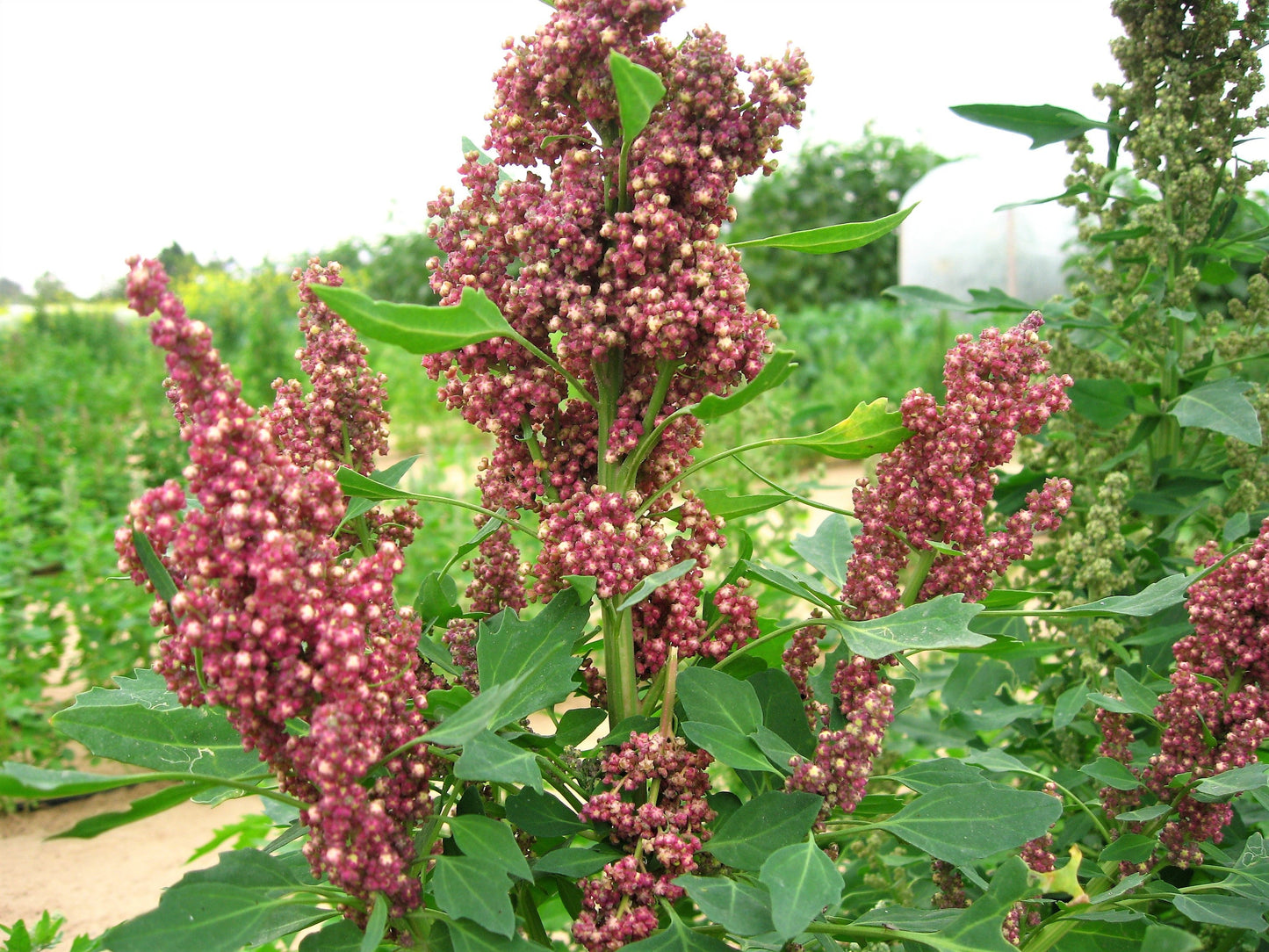 50 Organic CHERRY VANILLA QUINOA Chenopodium Pink Flower White Grain Vegetable Seeds