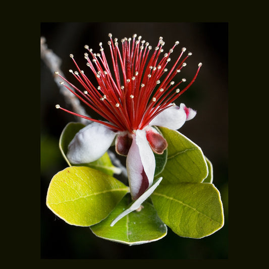 10 PINEAPPLE GUAVA Fruit Acca Guavasteen Brazilian or Fig Guava Feijoa Sellowiana Pink Red Flower Tree Shrub Seeds