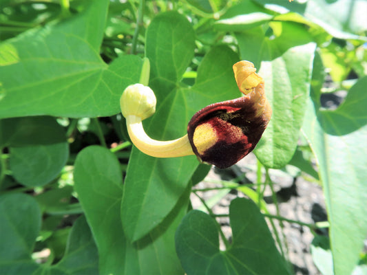 20 SLENDER DUTCHMAN'S PIPE Pipevine Aristolochia Debilis Deep Purple Flower Herb Vine Seeds