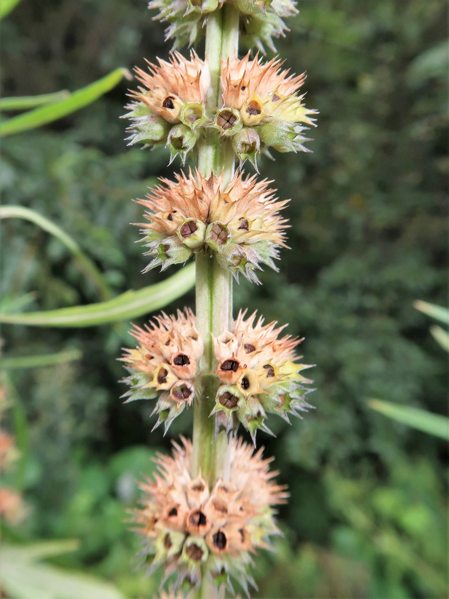 100 Pink CHINESE MOTHERWORT Leonurus Japonicus Siberian Honey Herb Flower Seeds