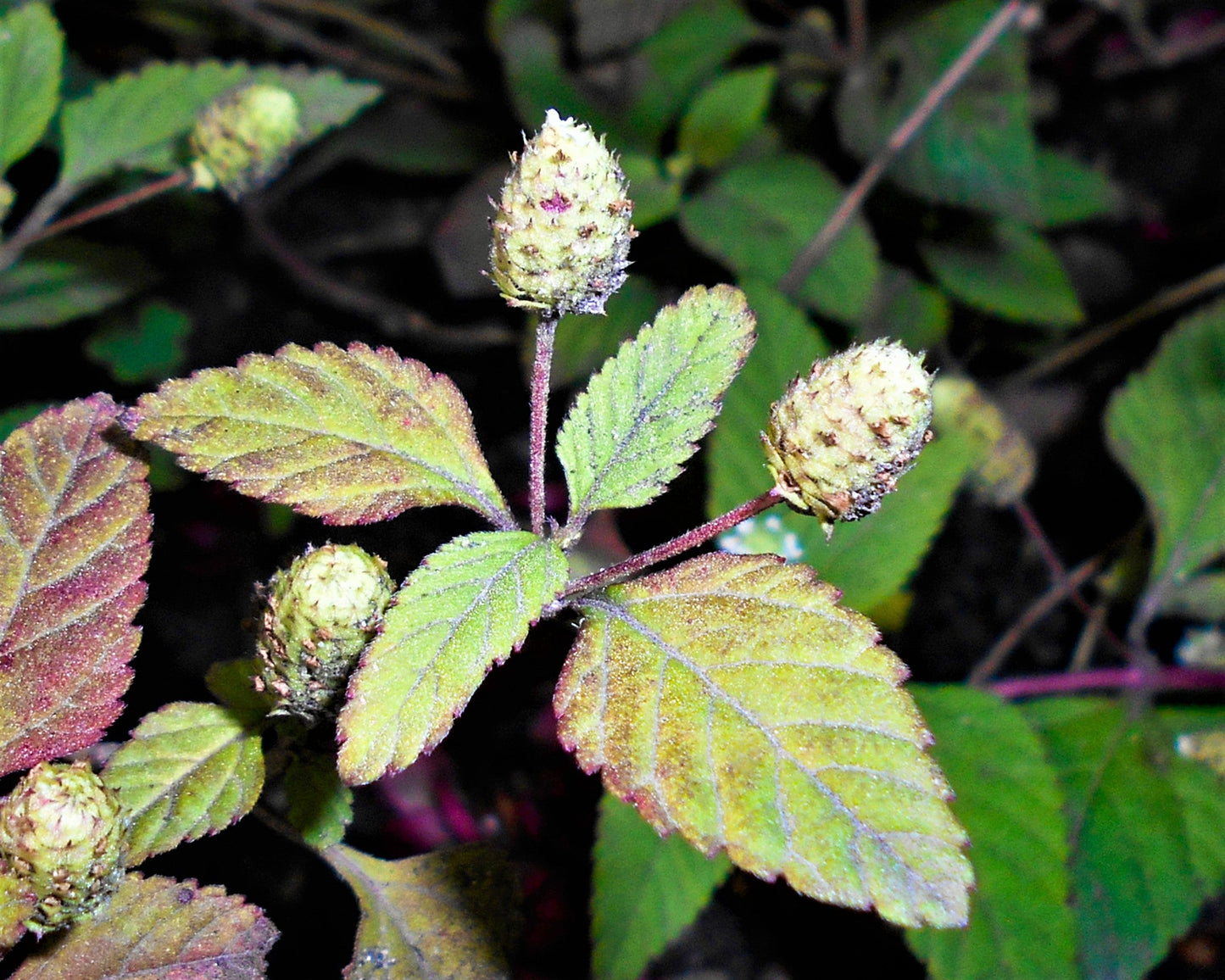 100 AZTEC SWEET HERB aka Honeyherb, Lippia, Mayan Mint, Dulce Buttons. Lippia Dulcis Phyla White Flower Seeds