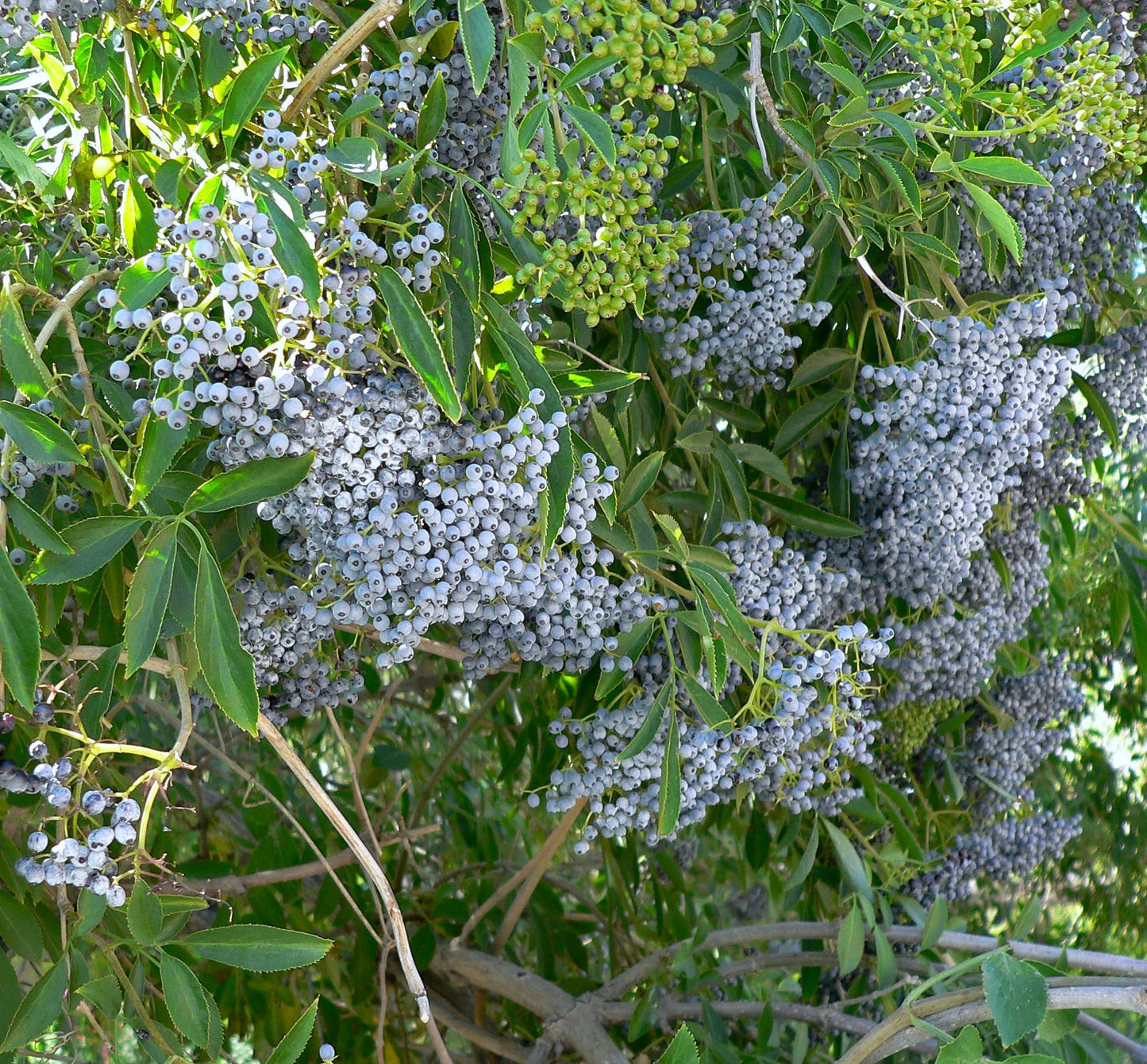 50 BLUE ELDERBERRY Sambucus Cerulea Arizona Blue Elder Tree Shrub Fruit Berry Seeds