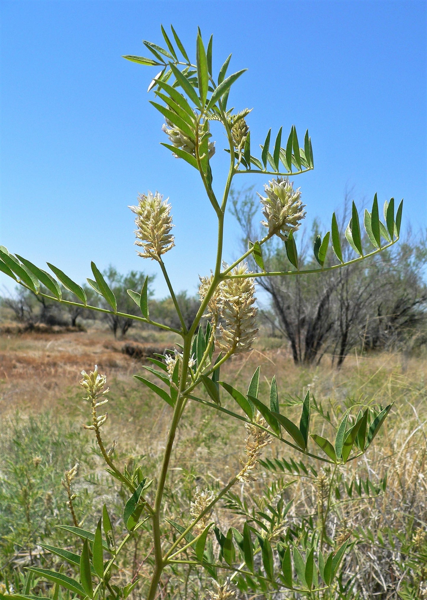 50 AMERICAN LICORICE Glycyrrhiza Lepidota aka Wild Licorice Native Herb White Flower Seeds