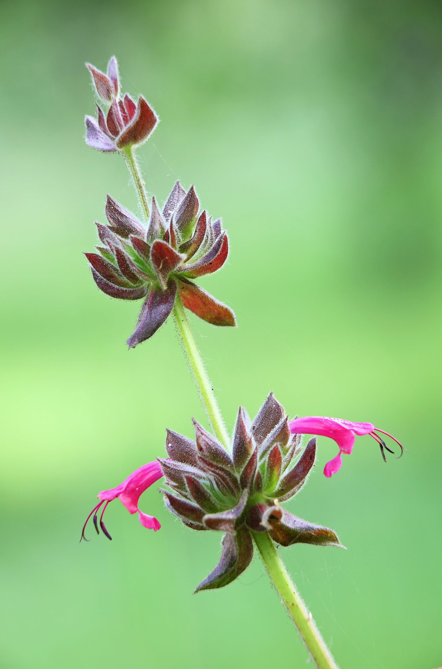 10 California HUMMINGBIRD SAGE Salvia Spathacea Magenta Red Flower Herb Seeds