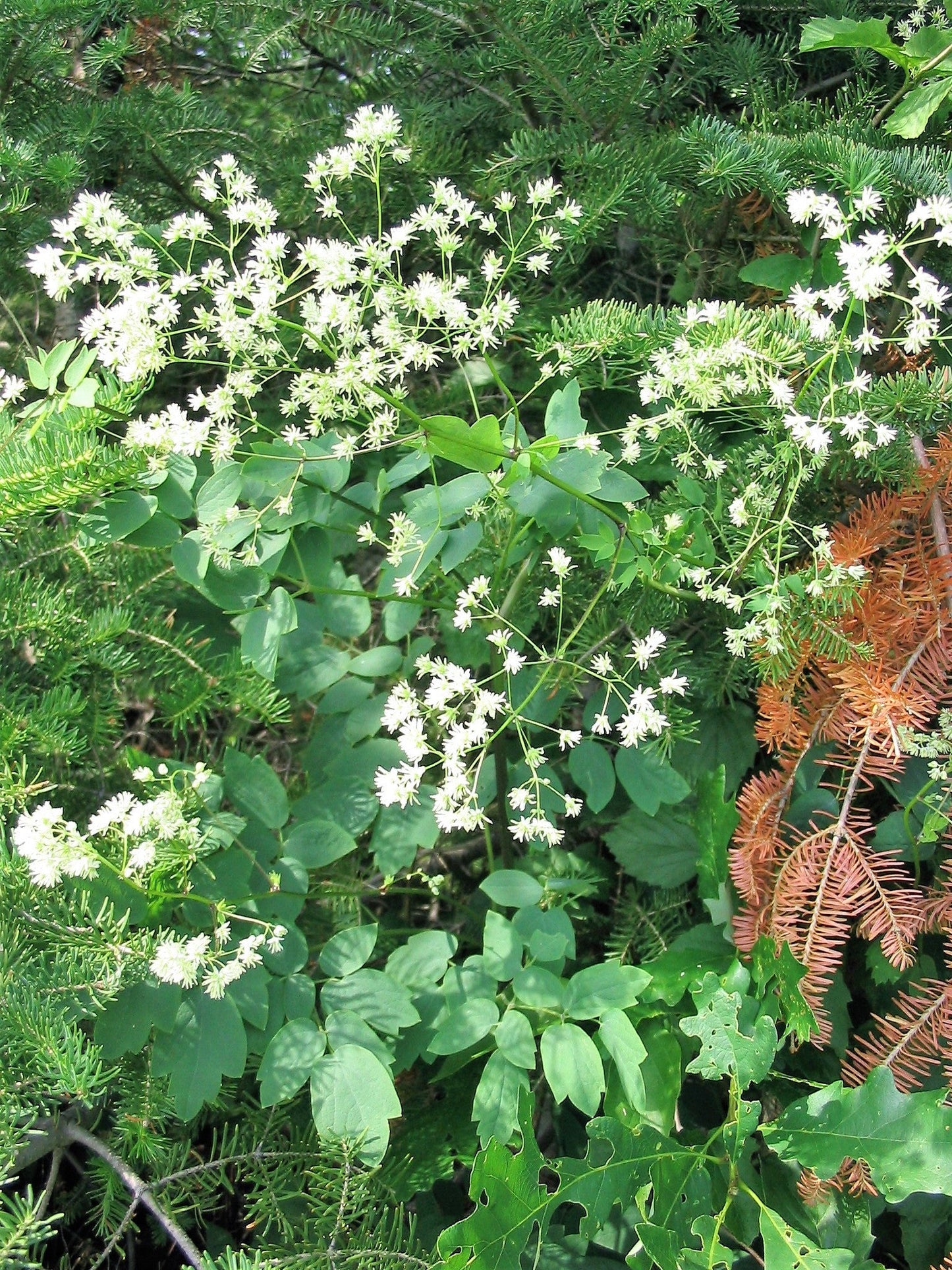 50 PURPLE MEADOW RUE Thalictrum Dasycarpum White & Yellow Flower Herb Seeds