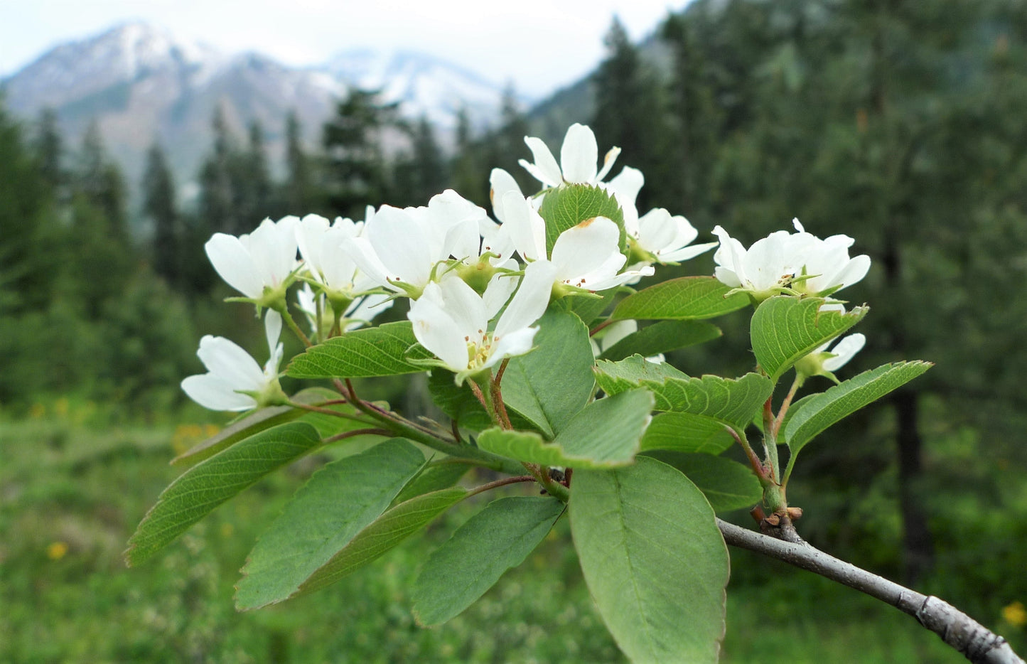 20 SASKATOON SERVICEBERRY aka Western, Pacific, Juneberry, Shadbush Amelanchier Alnifolia Native Edible Purple Berry Fruit White Flower Shrub Seeds