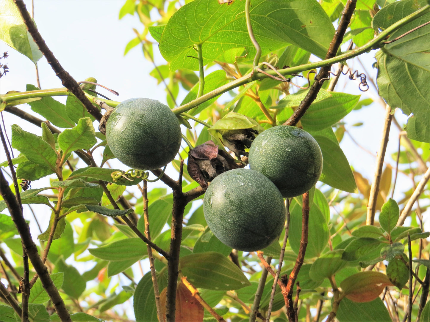 10 SWEET GRANADILLA Yellow Passionfruit Grenadia Sugar Fruit Passiflora Ligularis Huge Purple & White Flower Yellow Orange Fruit Vine Seeds