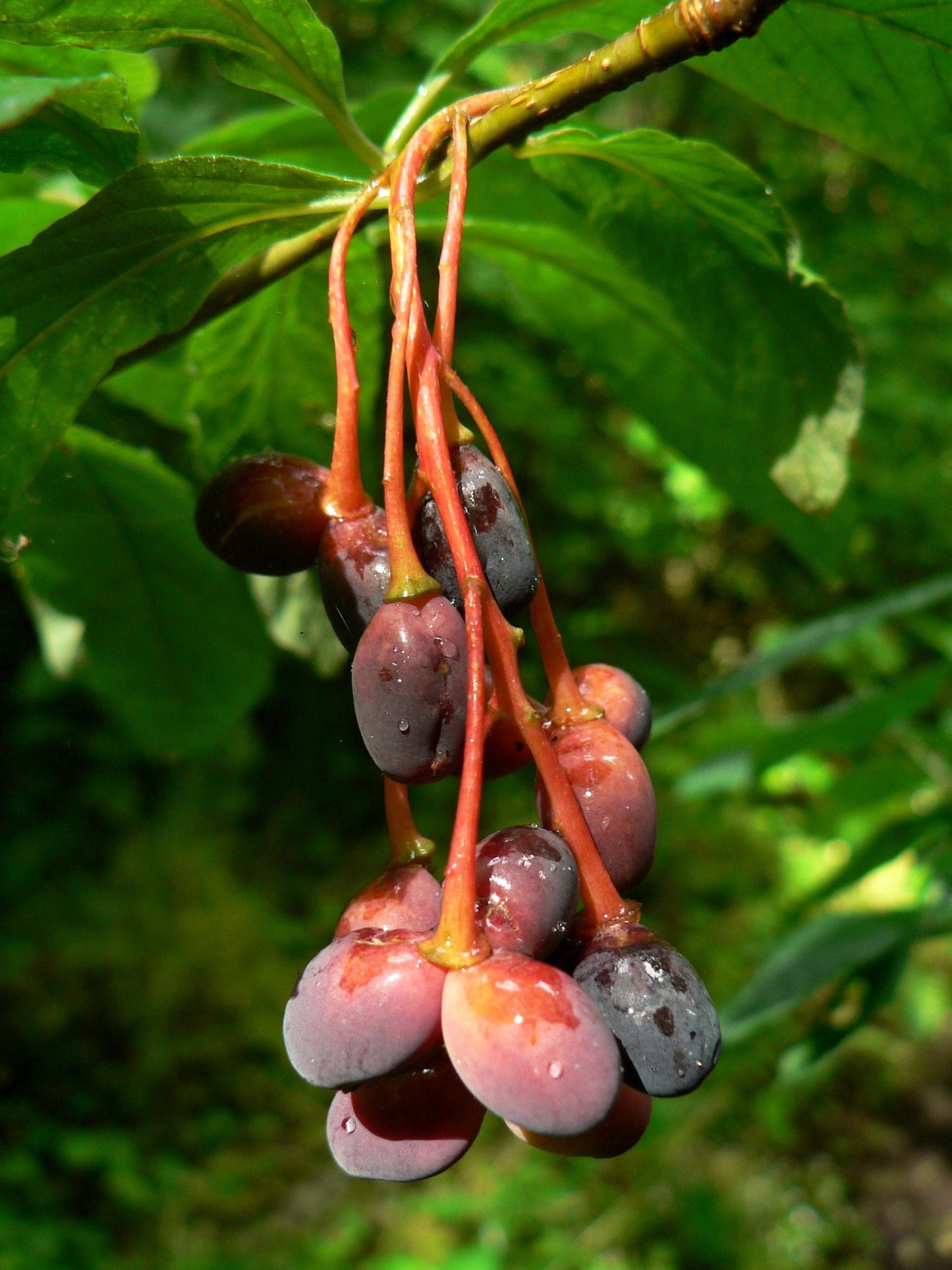 15 INDIAN PLUM Osoberry Oregon Oso Berry Oemleria Cerasiformis Fruit Shrub Seeds